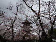 上野公園って大きいのね～。
桜と五重塔？みたいのがマッチングしてとても綺麗です。