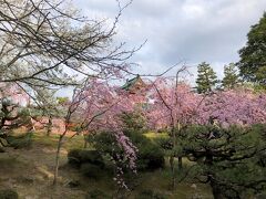 桜の中に本殿、’京都の桜’です。