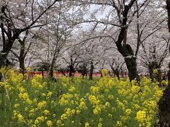 桜の中に菜の花も映えます。桜の名所で有名な平野神社、その理由が分かりました。こういう美しさなんですね。予想していた風景とまったく違いました。