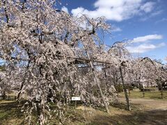 こちらのしだれ桜も見事ですね。円山公園、’京都の桜の名所’でした。