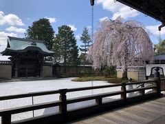 この桜一本で多くの花見客を集めています。高台寺、恐るべしでした。