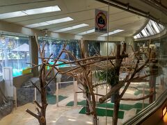 金沢動物園には世界的に希少なコアラを飼育公開展示している。ガラス張りの大きな専用建屋は別格だ。