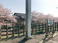 下総松埼駅ホームからの桜が綺麗だったのでパチリ