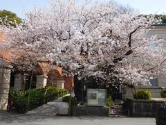 「芸亭の桜」
すごく立派な木で見応えがありました。