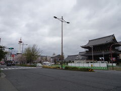 東本願寺のバス道も桜並木
