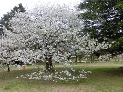 そのまま歩いて行くと、佐倉城址公園です。
まだ桜がきれい。