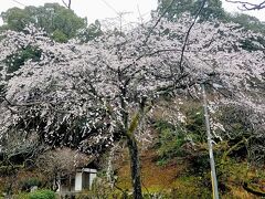 太宰府天満宮の裏側にある梅園です。

見事に咲いていました。

雨に濡れた姿もまた、素晴らしいとさえ感じました。