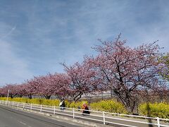 河津桜を堪能、その後陸橋まで歩く。