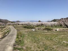 振り替えるとのどかなあんずの畑の向こうには、北アルプスや飯綱山。