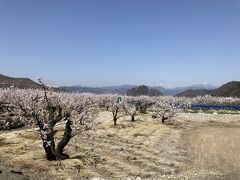 高妻山も見えます。

この後A-COOPあんず店で直売野菜を買って帰りました。

この日の長野市の最高気温は27度。
午後には桜も一気に満開になっちゃいました。

ここまでご覧いただきありがとうございました。
