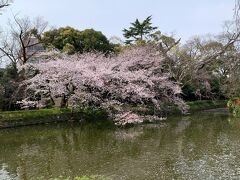 お腹が一杯になったあとは歩いて三島大社に向かいます
桜の名所
満開の桜