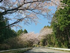 地元の桜はほぼ終わっていましたが、箱根ターンパイクはまさに今が盛り！という情報をもとに、朝の9時くらいに行ってみたら、ど満開。