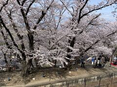 勝沼駅の桜