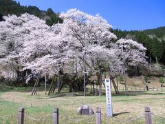 駅から歩くこと20分ほどで淡墨公園に着きました。これが日本三大桜の１つとされる淡墨桜です。