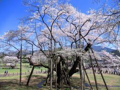 淡墨桜は樹齢1500年といわれるウバヒガンで、樹高17.2ｍ、枝張り東西23.9ｍを誇ります。