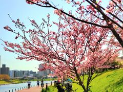 旧中川水辺公園。