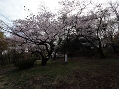 戸山公園内の桜