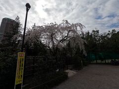 甘泉園公園の入口にあった桜