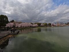 浮間公園の池と風車と桜
