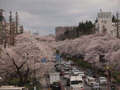 帰り道、国立の桜が見事だったので電車を降りてホームから撮影しました。