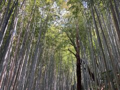 坂で舗装とかないんで、歩きやすい靴推奨です　武家屋敷とかチューリップ会場とかは観光客は結構いるのに、ここではほとんど会わず