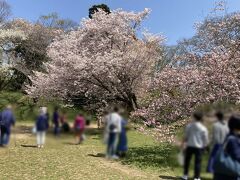 ソメイヨシノは葉桜になっていましたが、遅咲きの桜はいい感じの満開　チューリップを見に来たので、桜は諦めていましたが、やっぱり見れると嬉しいですね
