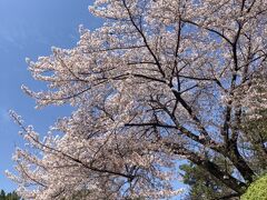 4/6に名古屋城で撮影した桜です。
（後日、再び名古屋城に行ったら葉桜が進んでいました）
