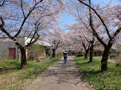武甲山資料館への桜並木