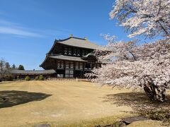 東大寺にやってきました。
快晴で桜も咲いていてとてもきれいです！