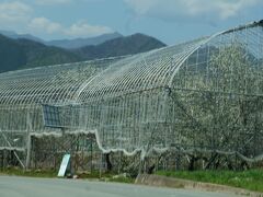 さて翌朝、朝風呂入ってチェックアウト。
フルーツラインを通って行くとサクランボの花もたくさんありました
濃いピンクの桃に比べて、白い花のサクランボは地味な感じがします
でも、満開！
早くサクランボ食べたいなあ～