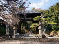 チェックインの時間まで少しあったので恵林寺に行ってみました
やはり、ソメイヨシノは散ってしまっていましたがいい感じの参道です