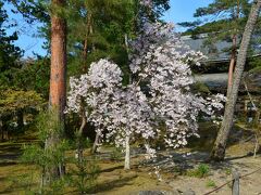 伊勢湾岸道、新名神経由で15:30、京都南禅寺に到着。
しかし予想通り9割の桜は散っていて、三門近くの枝垂れ桜が1本だけ満開なだけ。
これじゃとても80分も持たないため、急遽疏水分線めぐりをすることに。