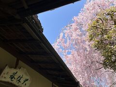 それからびっくり
大休庵横の枝垂れ桜が
こんなにも咲く桜の木とは思わなかったの
ごめんなさい
