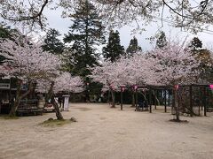 紅葉谷公園の桜