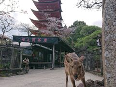 最後に五重塔へ
鹿と一枚