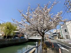 【ソメイヨシノ】

帷子川（かたびらがわ）沿いのソメイヨシノ。