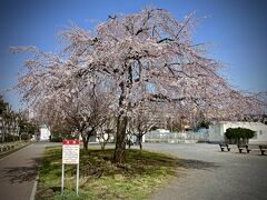 【垂ざくら】

これは西区「岡野公園」に咲き乱れていた『枝垂れ桜（シダレザクラ）』