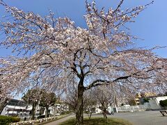 【垂ざくら】

私は、この20年枝垂れ桜を見たことはありませんでしたが、近くでよくよく見ると、なんと風流な桜...なんでしょうか....
