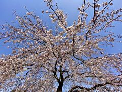 【垂ざくら】

この枝垂れ桜は、かなり早い時期（染井吉野より前）に咲いていました（3月中旬～）