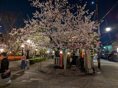 高台寺の夜間拝観のため歩いて向かいます。

途中祇園界隈で桜見物。

あれ？ここサスペンスドラマでよく見かけるところだ！