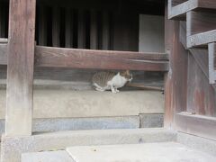艮小路と艮神社の出入口があったので、神社に入るとネコちゃんがいました。