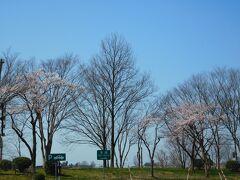 上越JCTで北陸自動車道と合流。
上越から糸魚川の親不知を抜けるまでの間はやたらとトンネルの数多し！
富山県内に入ると空も青さを増してきて、のどかな春の佇まい。
気温もグングンと上昇しているのがわかる。

朝日町の辺りで高速道路とクロスするように桜並木が見えたが、どう贔屓目に見ても３分咲き程度。
富山県東部の桜前線はまだ序盤戦のようだ。