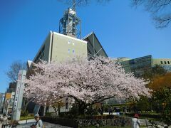 富山城址公園の斜め北方向にあるのが富山市役所。
市役所の展望塔から見下ろす松川べりのサクラがキレイ！
との話を聞き、向かうことに。