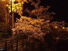 玉造温泉は桜が満開でライトアップしていました
