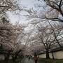 米子駅から高速バスで、京都、醍醐寺桜観光