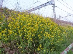 横浜線傍の菜の花