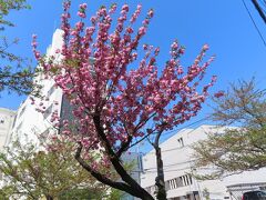 茶沢通りを通り抜ける北沢川緑道の桜、桃？