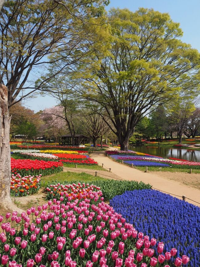 国営昭和記念公園*・゜・*見頃を迎えたチューリップガーデン*・゜