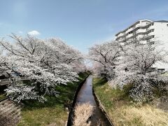 6.伊賀川桜堤 (岡崎市稲熊町) 撮影日3/30
別に旅行記書きました。詳しくはこちらをどうぞ。
https://4travel.jp/travelogue/11746956