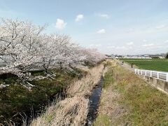 竜泉寺川の桜並木